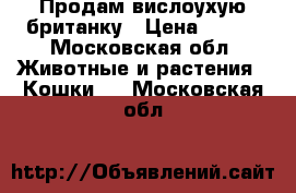 Продам вислоухую британку › Цена ­ 500 - Московская обл. Животные и растения » Кошки   . Московская обл.